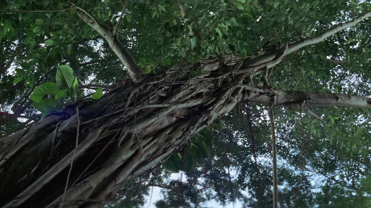 从爬满藤蔓的树的角度向下平移。丛林或热带雨林中的热带植物。视频素材