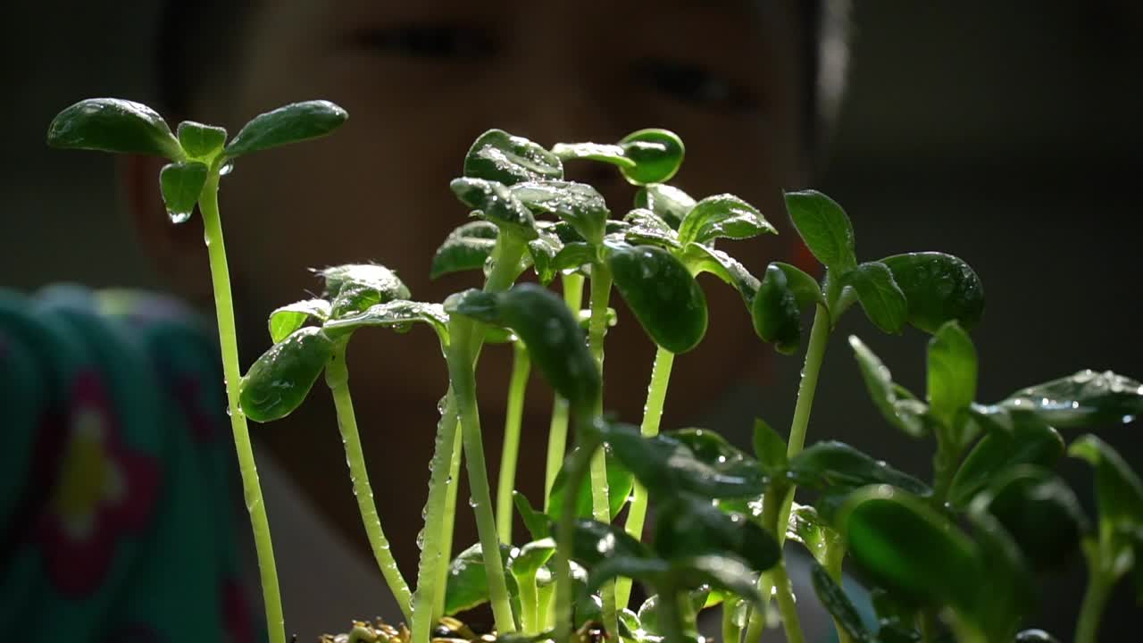 早上，一个亚洲男孩在给一小块有机蔬菜浇水。爱好在家里视频素材