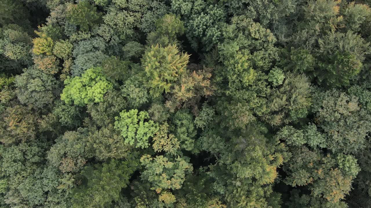 白天喀尔巴阡山脉的云杉林，鸟瞰图视频素材