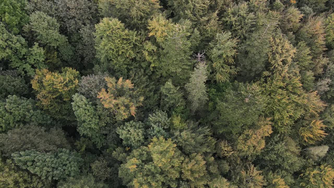 白天喀尔巴阡山脉的云杉林，鸟瞰图视频素材