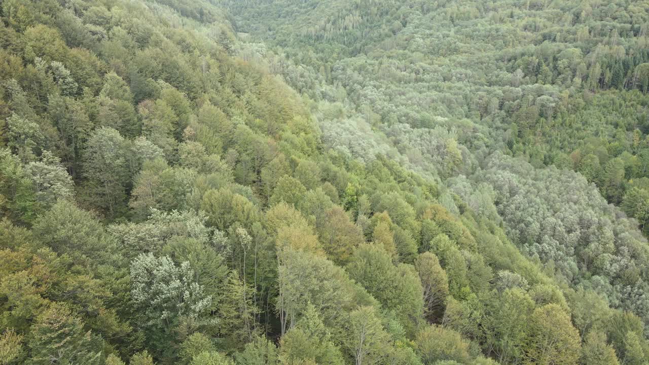 白天喀尔巴阡山脉的云杉林，鸟瞰图视频素材