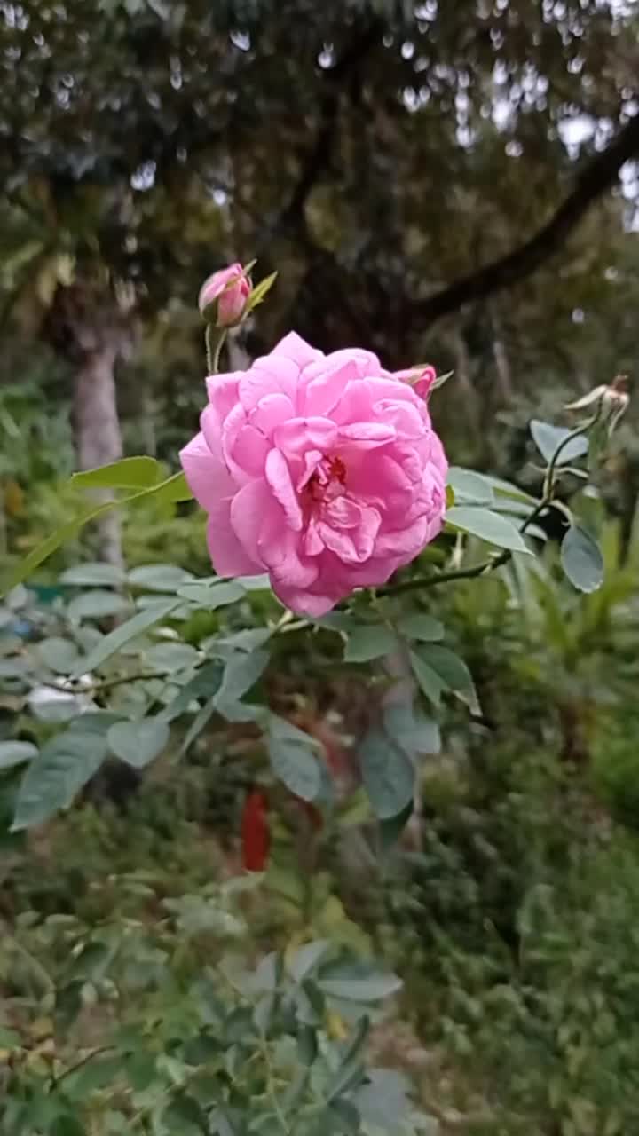 粉红色的玫瑰在雨天绽放视频素材