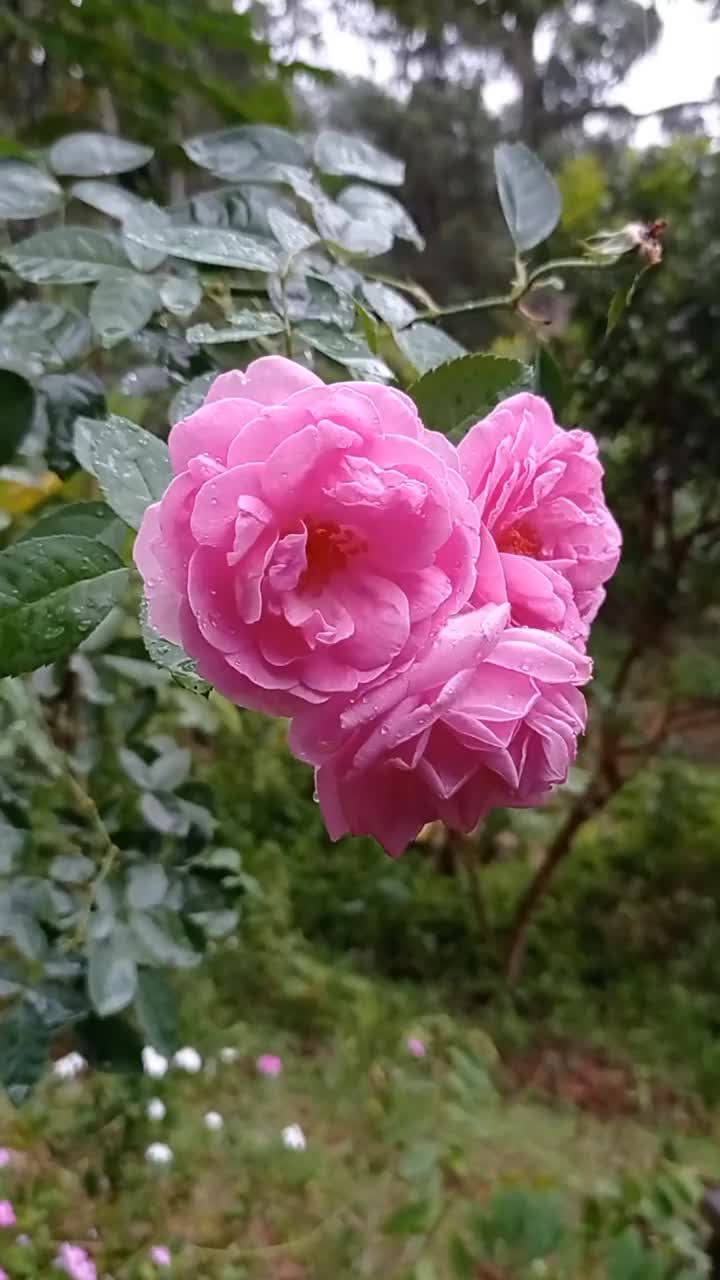 粉红色的花随雨盛开视频素材