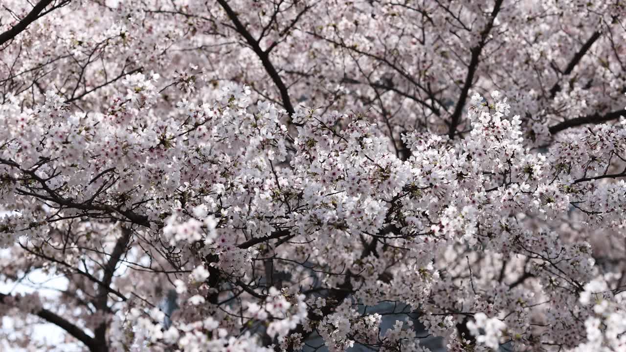 在中国或日本的春天公园，在阳光明媚的日子里，盛开着白色花朵的樱桃枝。有选择性的重点。4 k慢动作视频下载