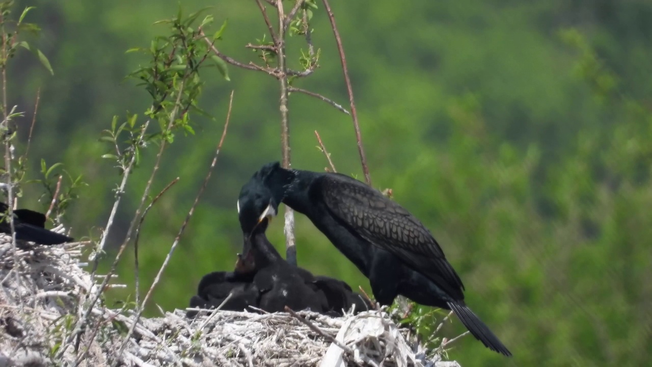 鸬鹚妈妈(Phalacrocorax)喂它的孩子/韩国视频素材