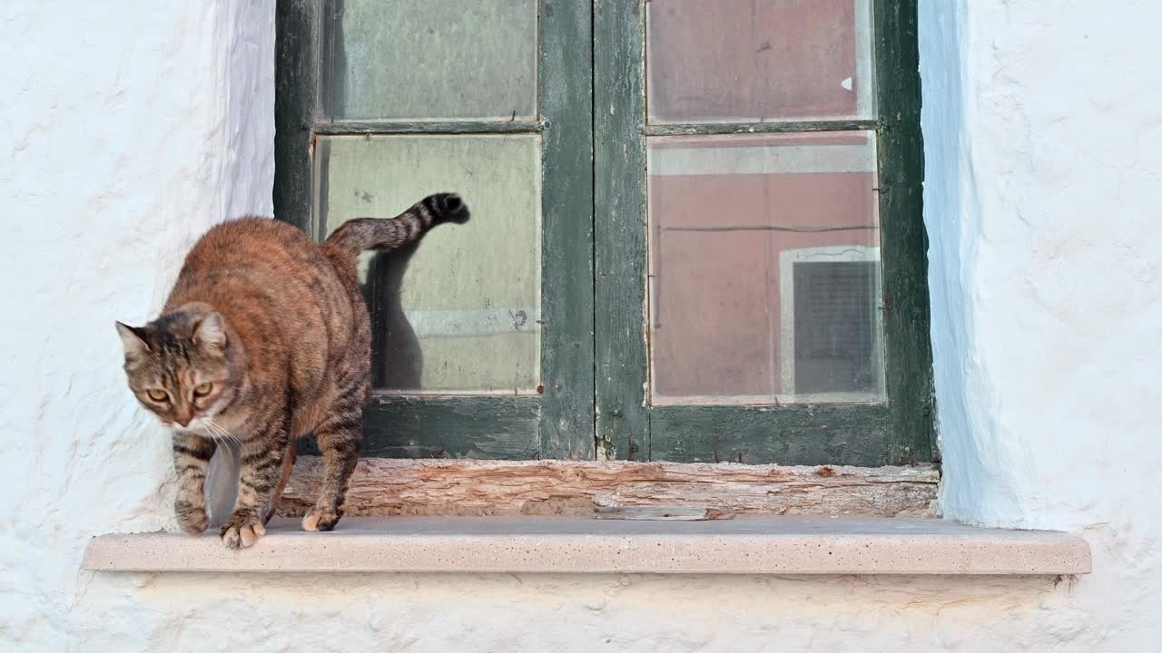 可爱而不耐烦的猫喵喵叫，在复古窗台上摩擦视频下载