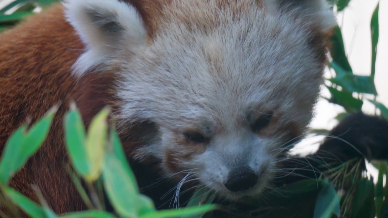 小熊猫，猫熊或小熊猫(Ailurus fulgens)是一种哺乳动物从熊猫家族。视频素材