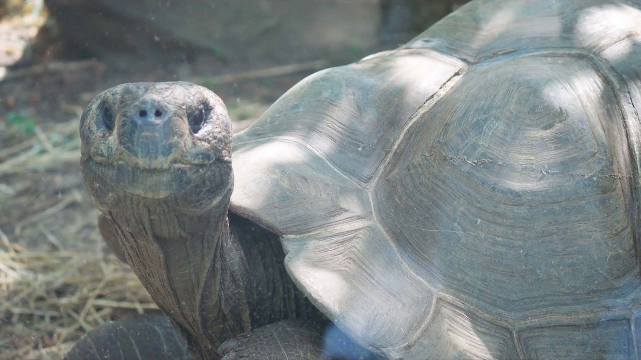 巨龟，或塞舌尔巨龟(Aldabrachelys gigantea)是一种陆地龟。视频素材