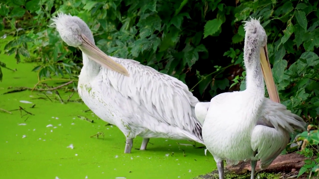 卷曲鹈鹕(pelelecanus crispus)是鹈鹕科的一种鸟。视频素材