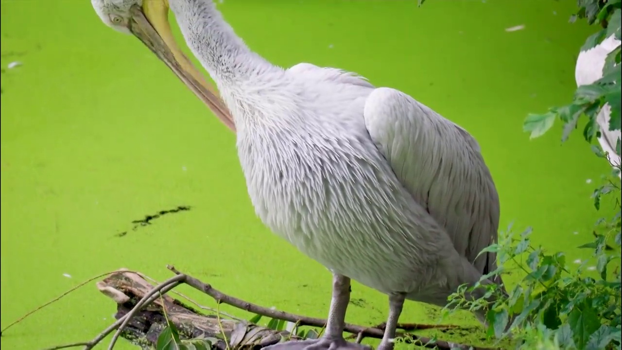 卷曲鹈鹕(pelelecanus crispus)是鹈鹕科的一种鸟。视频素材