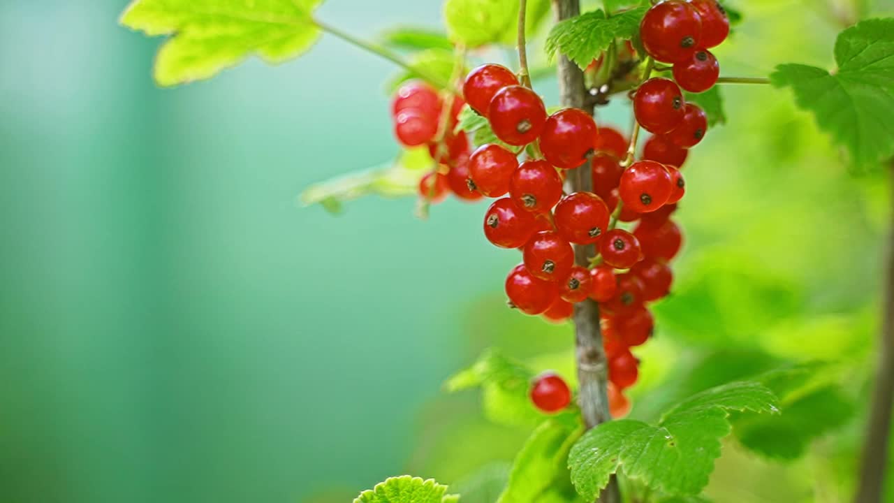 阳光明媚的日子里，灌木丛上的红醋栗。视频素材