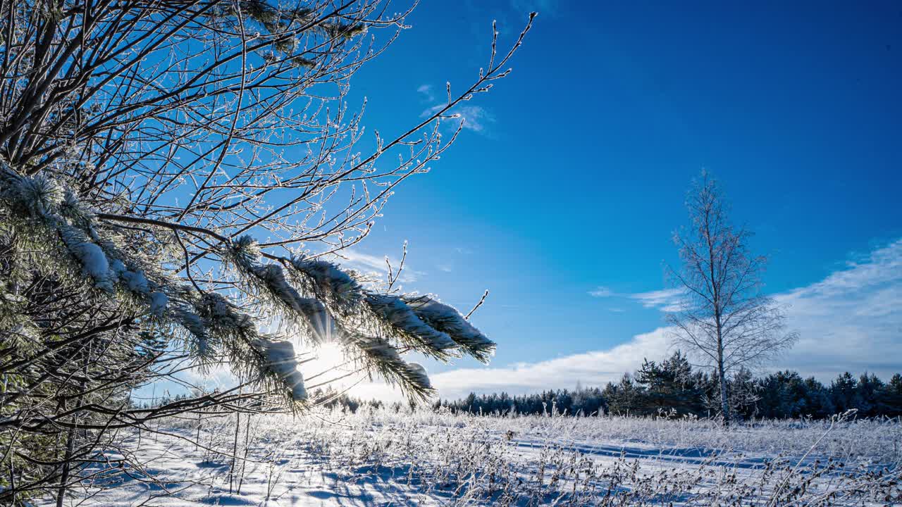 冬天的森林。阳光穿过云杉树枝。绿色的冷杉和树木。大量的雪。整个地球被雪覆盖着。树枝上的雪。雪是明亮的。hyperlapse视频素材