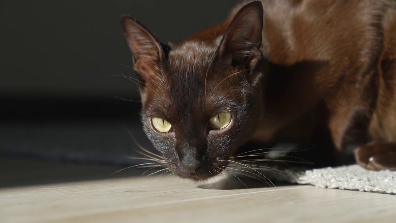 猫在外面嗅地板。宠物猫在房子里休息的特写。猫在客厅。动物的概念视频素材