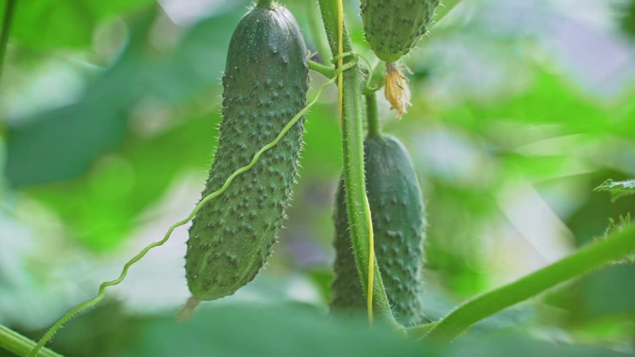 温室里的黄瓜。视频素材