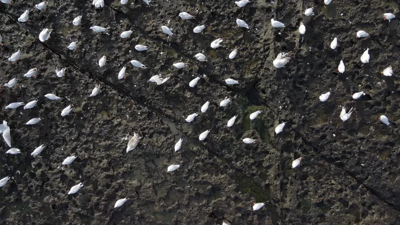 海鸥和海浪的无人机视频Sariyer伊斯坦布尔土耳其视频素材