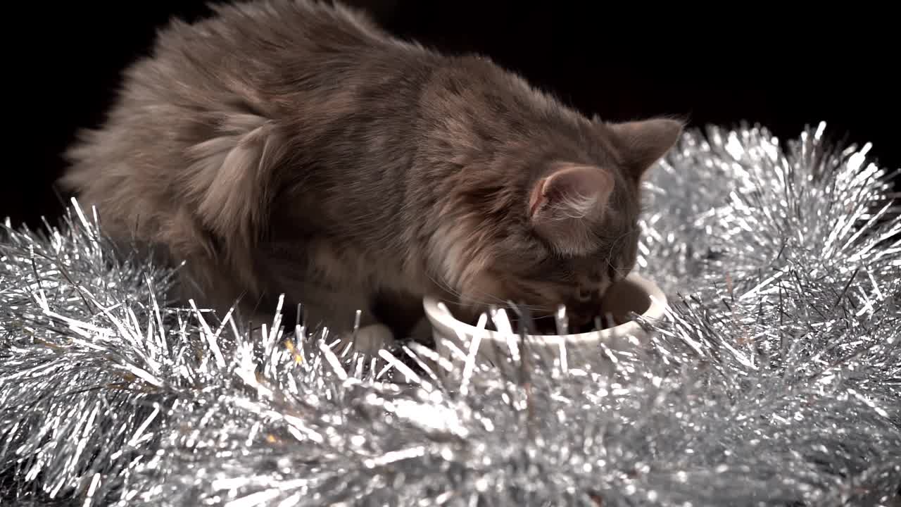 漂亮的猫吃圣诞装饰碗里的食物。宠物新年视频素材