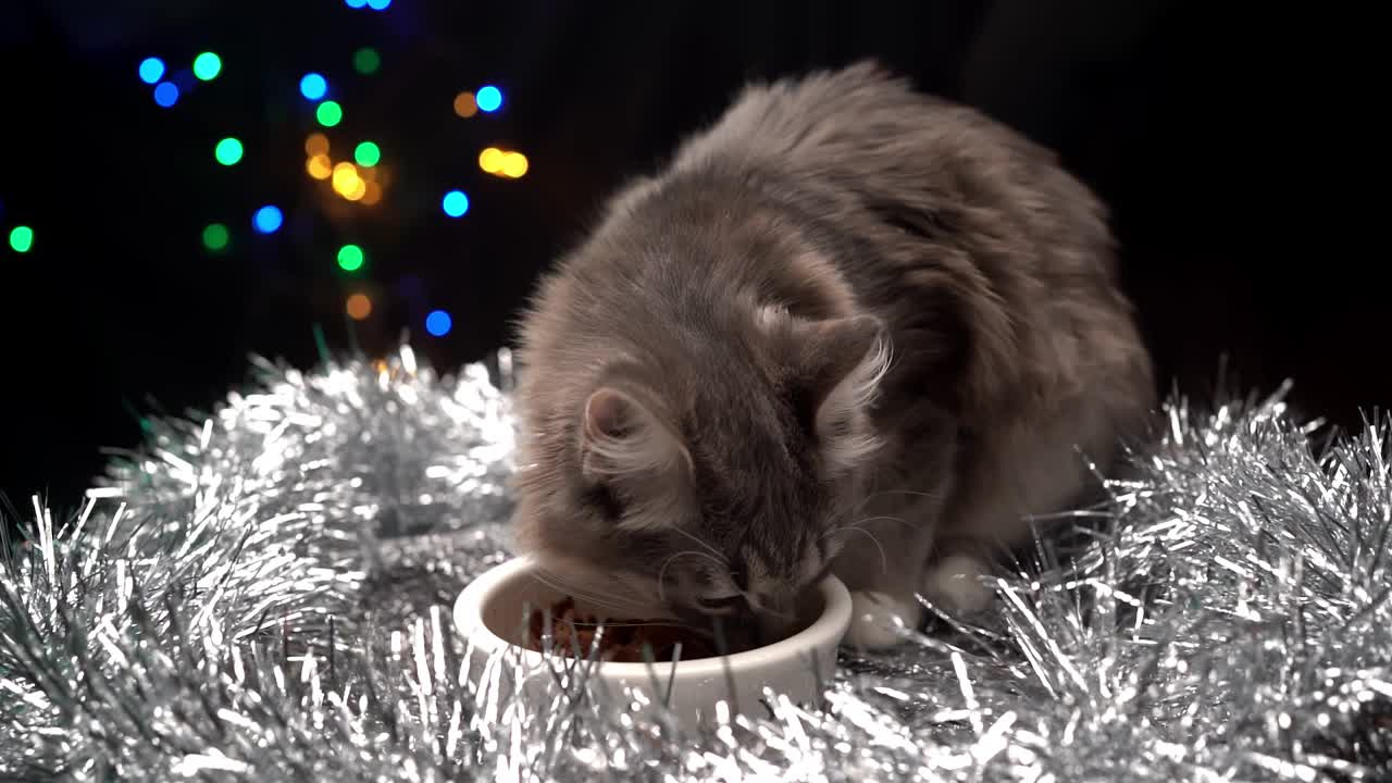 漂亮的猫吃圣诞装饰碗里的食物。宠物新年视频素材