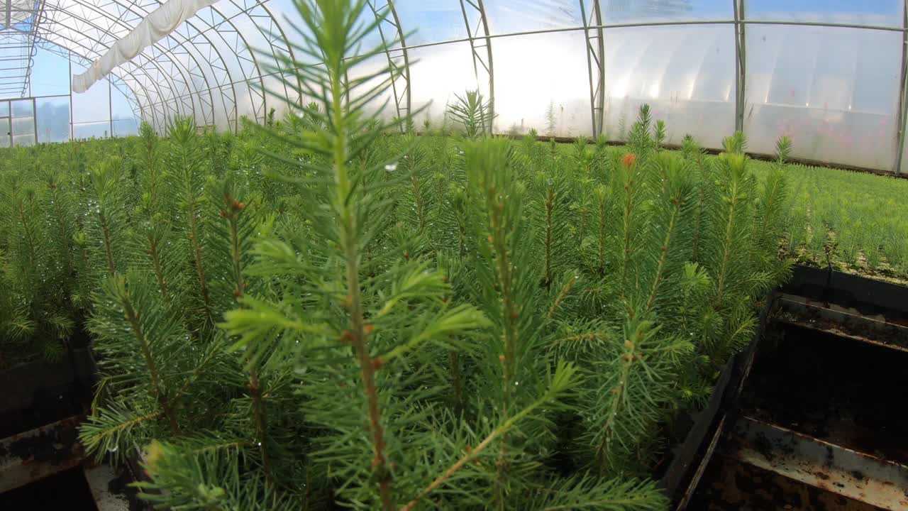 用来种植植物和树木的温室。视频素材