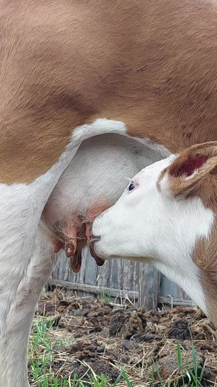 新生的小牛吮吸着来自母牛乳房的奶视频素材