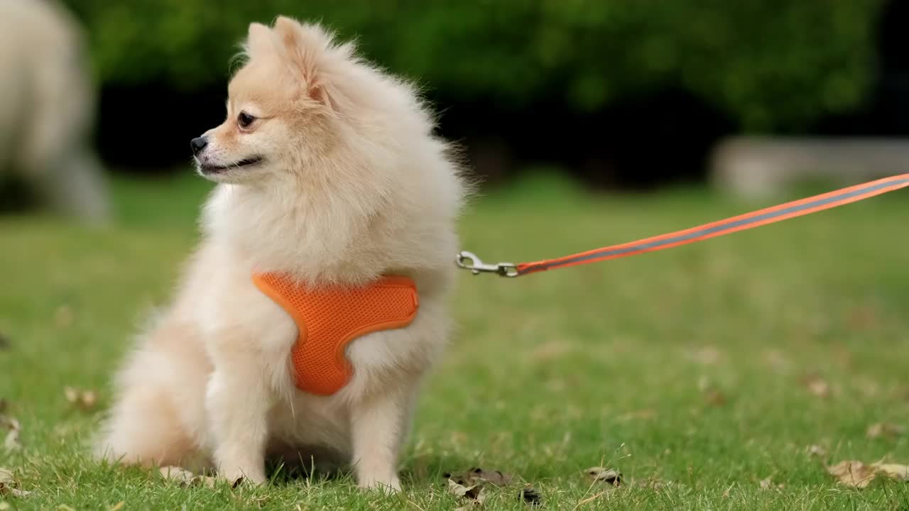 4k视频，看着摄像机最可爱的小博美犬。在大自然中散步可爱的宠物，在阳光明媚的夏日公园里的近距离动物有趣的脸。视频素材