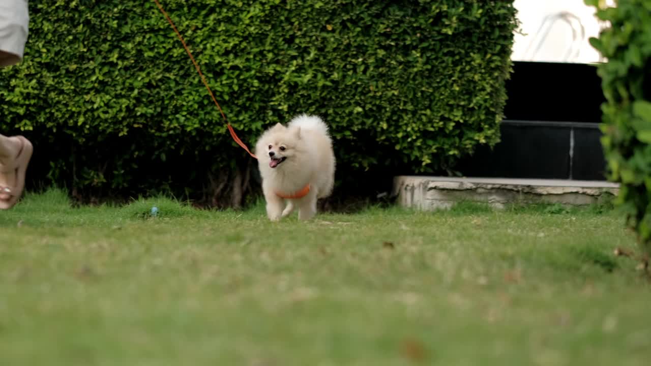 4k视频，看着摄像机最可爱的小博美犬。在大自然中散步可爱的宠物，在阳光明媚的夏日公园里的近距离动物有趣的脸。视频素材