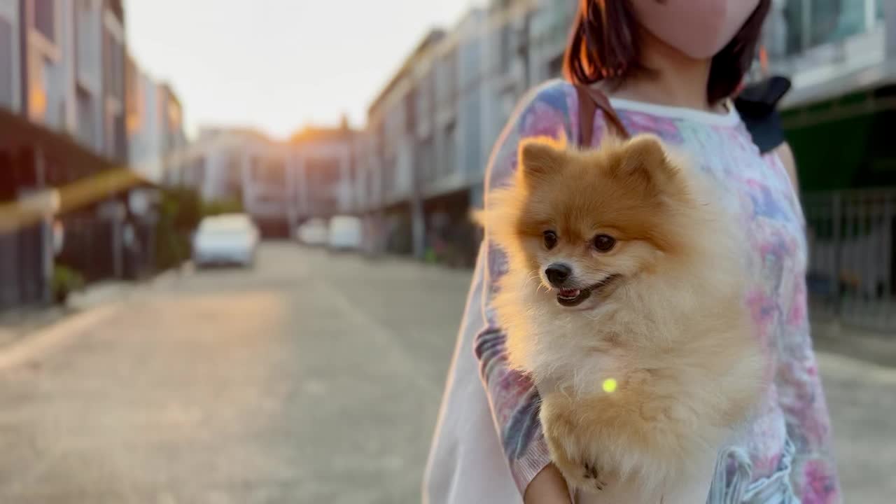 可爱的小博美犬携带在宠物袋在城市。女人拿着带狗的袋子走在街上。阳光明媚的夏日里，毛茸茸的宠物。视频素材