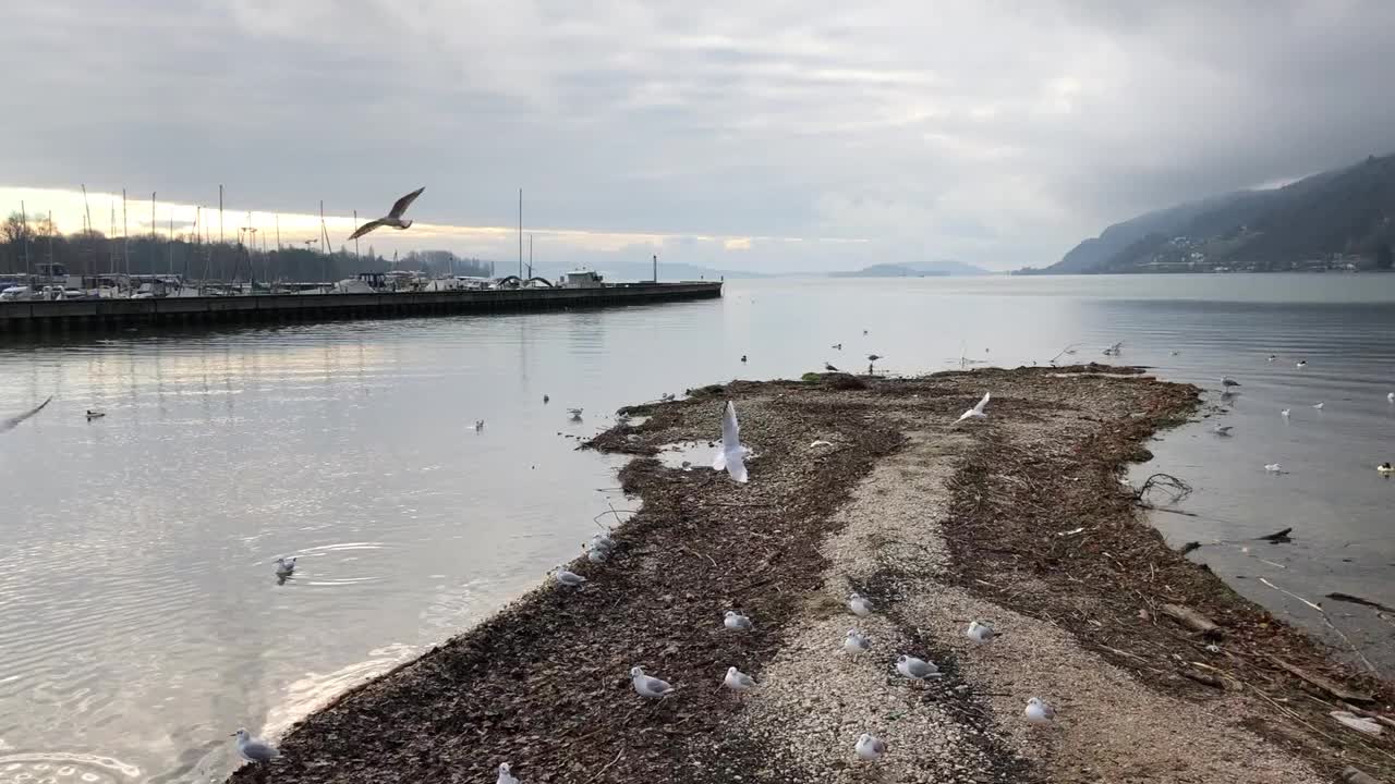 贝尔湖一大群海鸥的视频视频素材