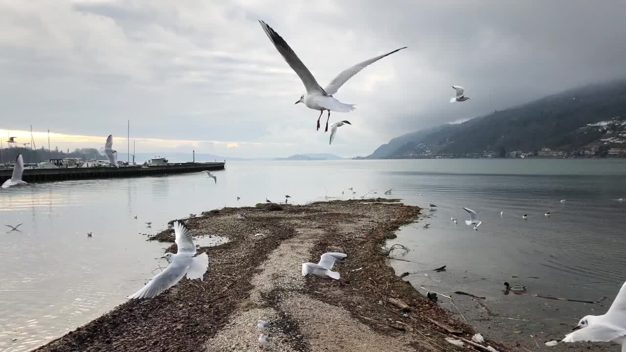 贝尔湖一大群海鸥的视频视频素材