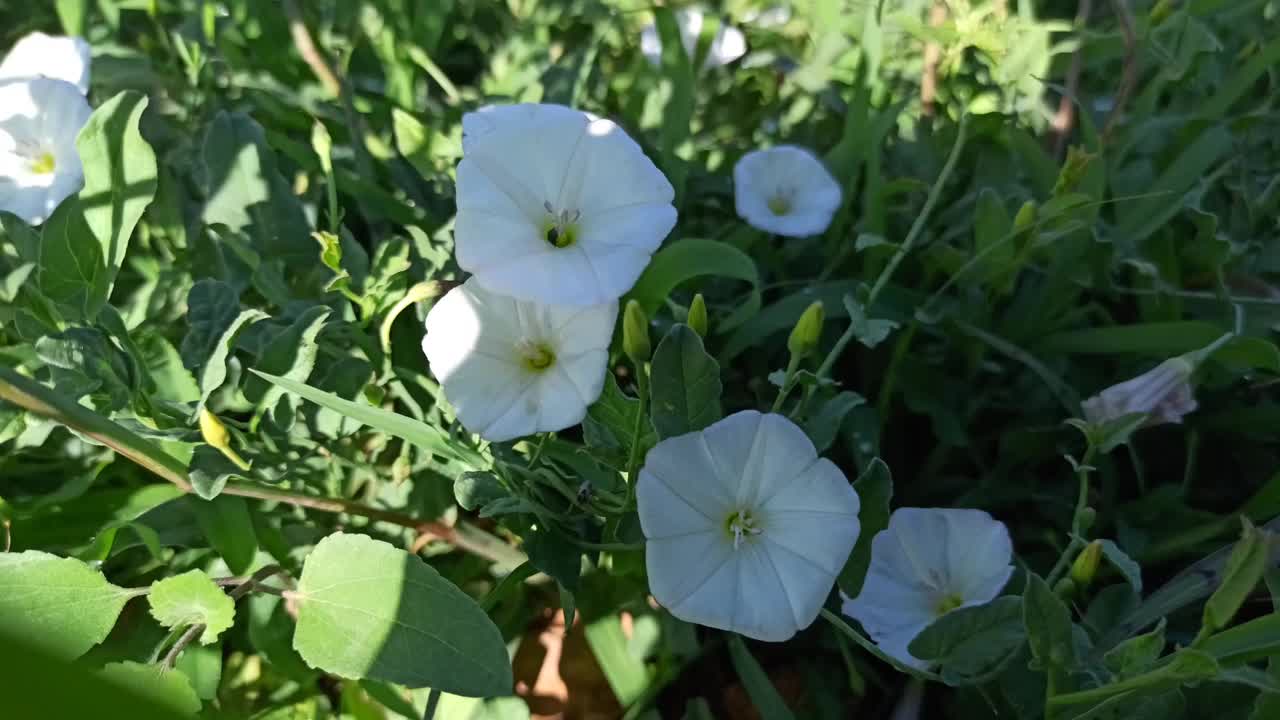 野旋花(旋花)视频素材