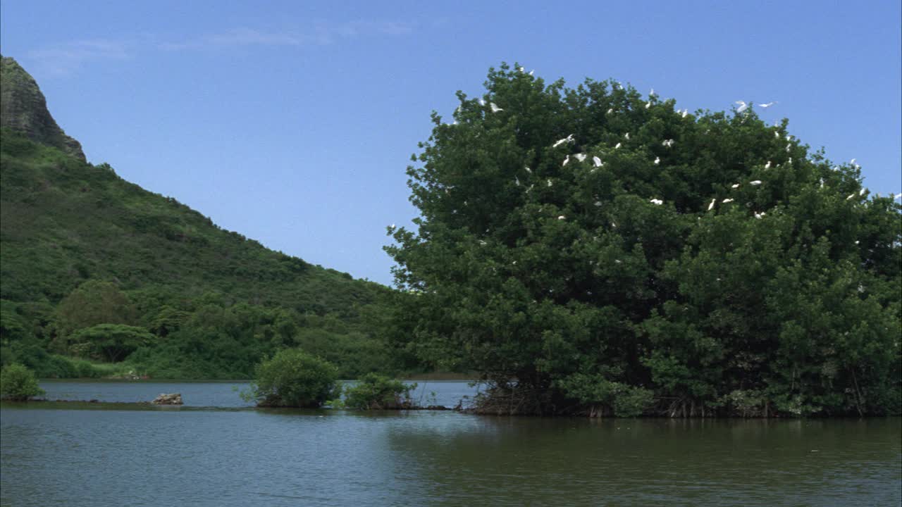 在湖、河或海湾中间的广角树木。白鸟坐在树枝上，绕着树顶飞来飞去。被绿色森林或丛林覆盖的山的基部。热带地区。视频素材