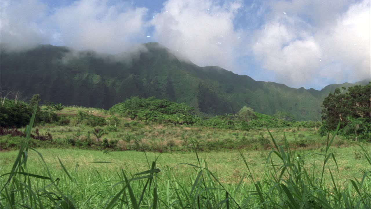 从左到右的田野，在山脚下长满了树木。可能是森林或丛林。蓝天白云。树木和高草。热带。视频素材