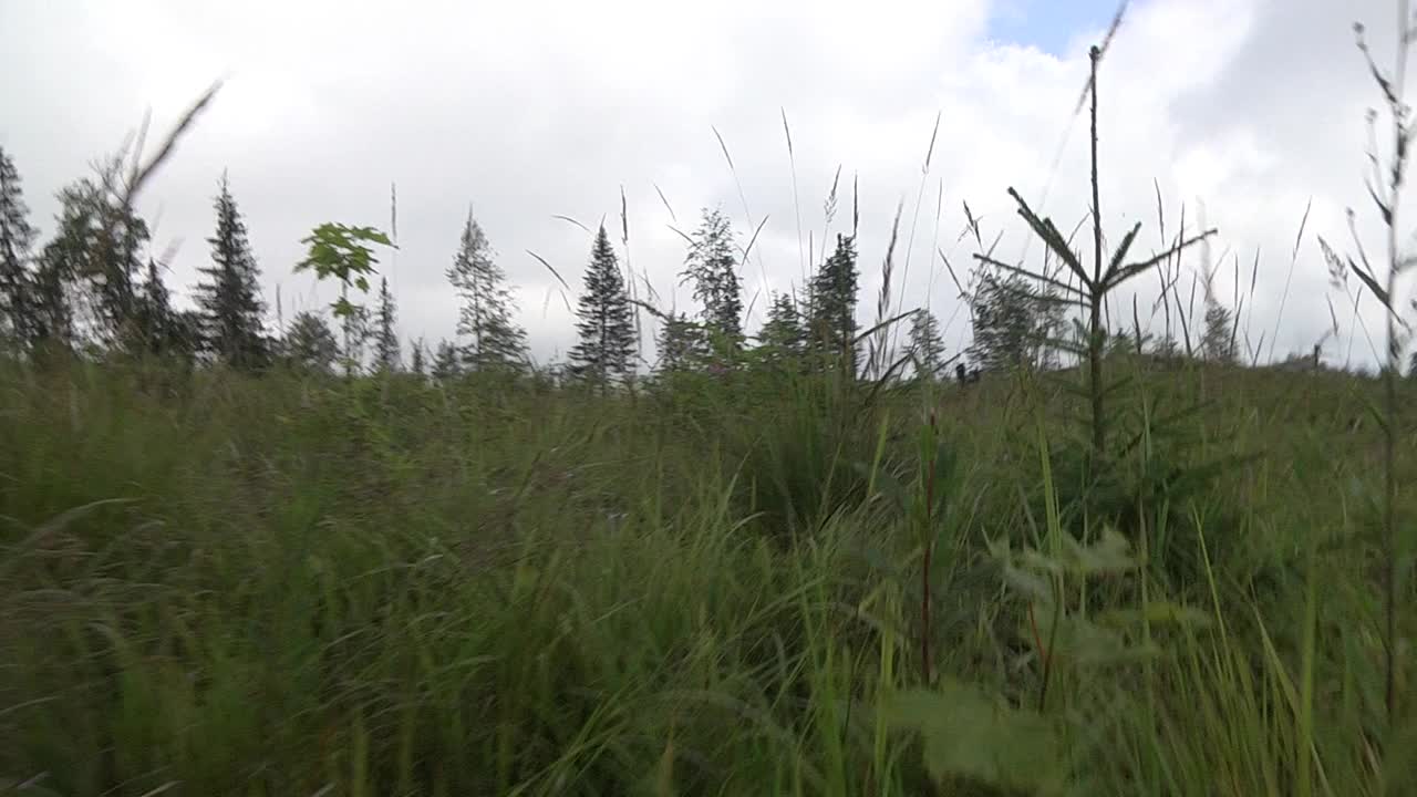 快速移动通过略高的植被从冷杉林边缘33视频素材