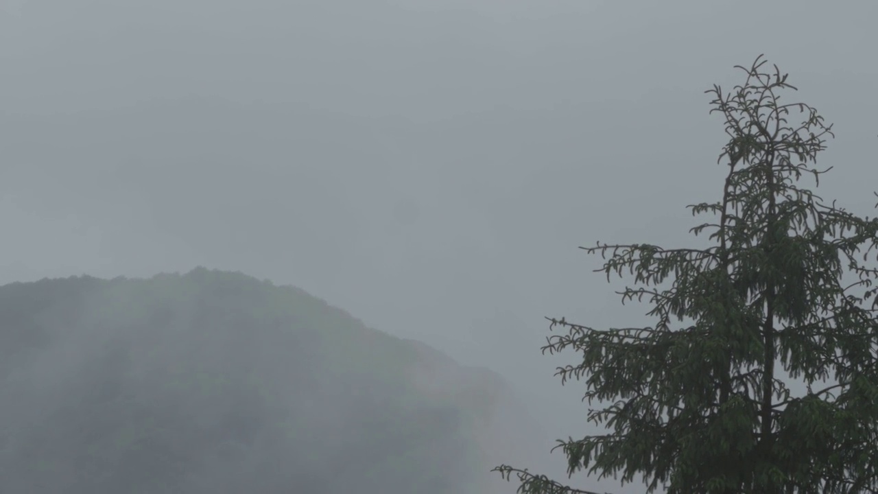 一场暴雨过后，一棵年轻的冷杉被雾包裹着覆盖在山顶99视频素材