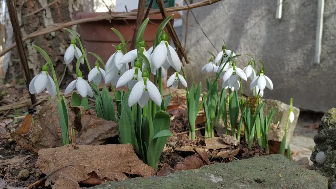 在屋前花园的一片空地上，有着绿色茎干的白色雪花莲在春风中摇曳视频素材