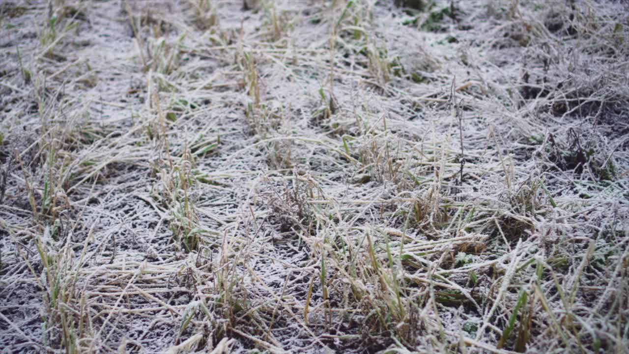 冬天地面结霜，植物丛生。视频素材