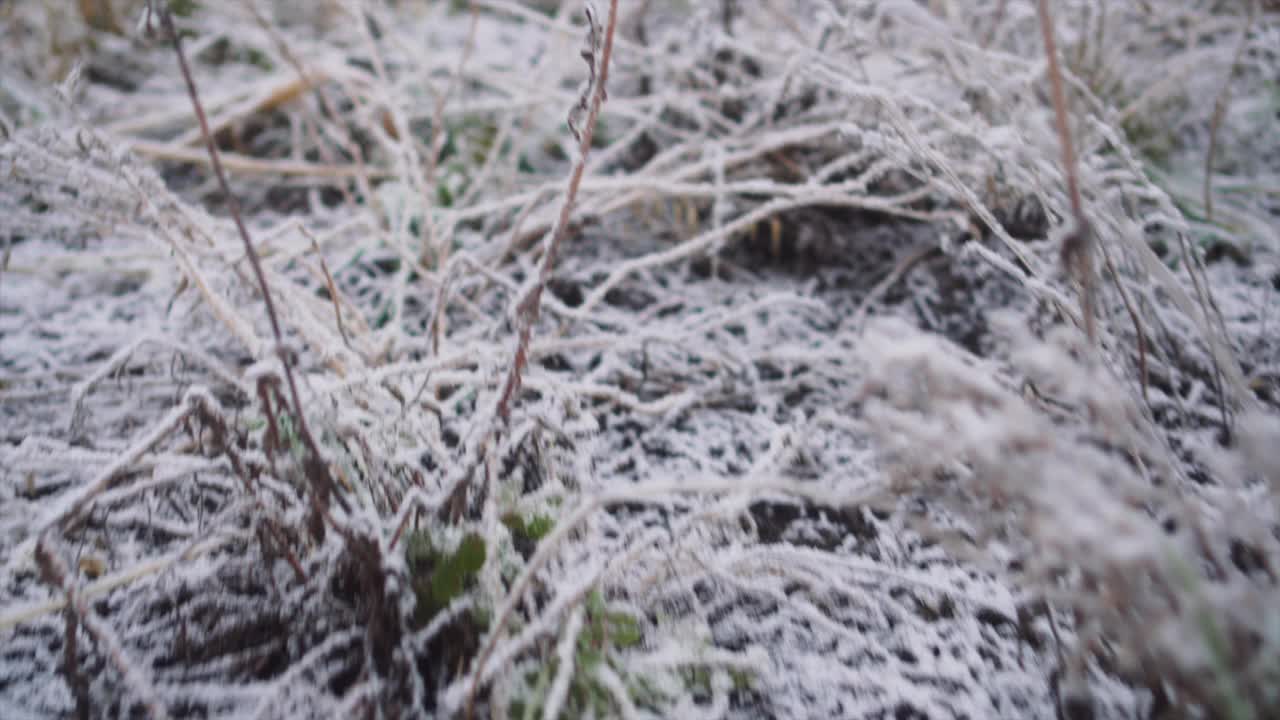 冬天地面结霜，植物丛生。视频素材