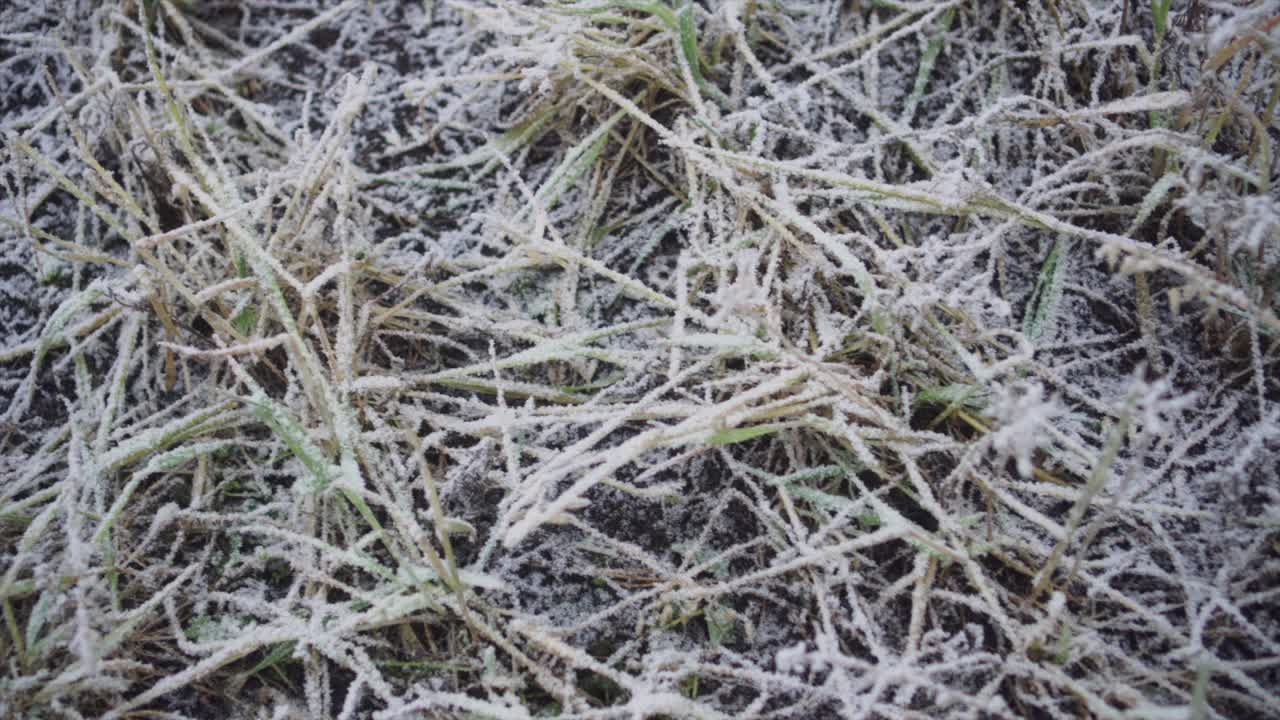 冬天地面结霜，植物丛生。视频素材