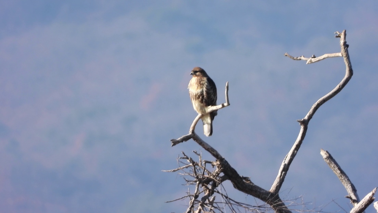 Buteo Buteo(普通秃鹰)/韩国视频素材