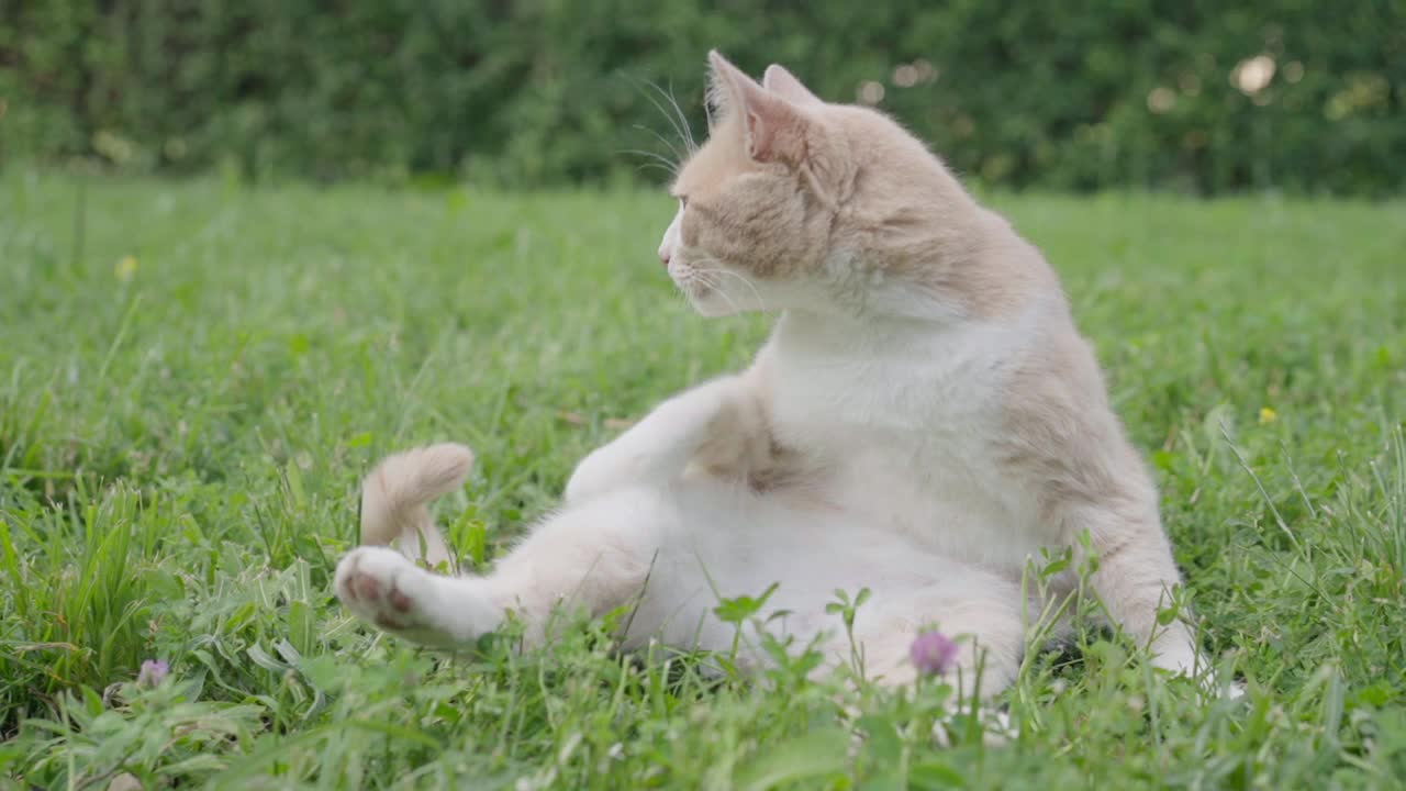 红橙家猫草坪户外享受坐痒舔自己视频素材