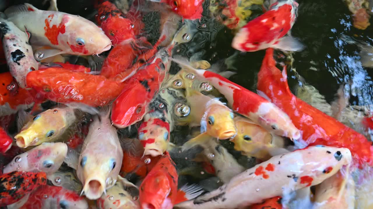 鲤鱼锦鲤鱼视频片段。一群锦鲤在游动视频素材