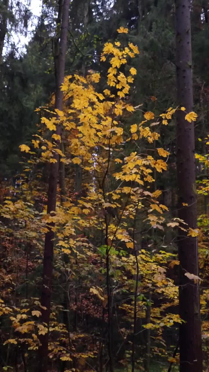 森林在秋天视频素材