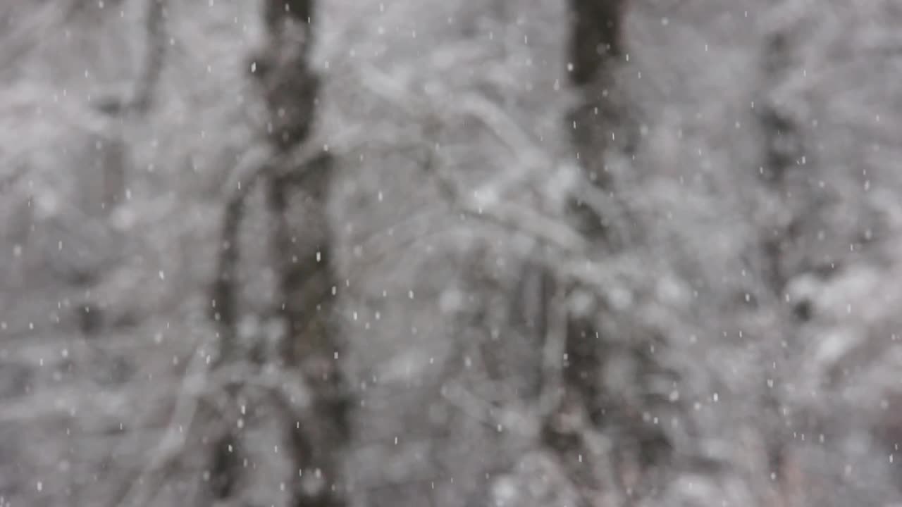 在阴天在模糊的冬季森林背景上的降雪视频素材