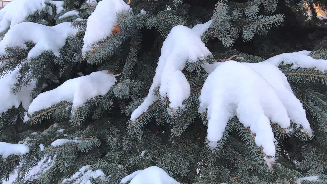 一棵常青树的树枝在雪地里视频素材