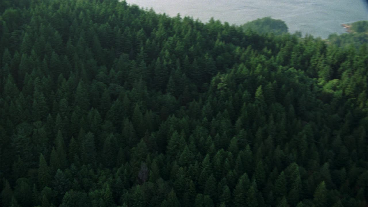 在岛上树木或森林上空的空中飞行。水可见。可能是湖泊、海湾或海洋。视频素材