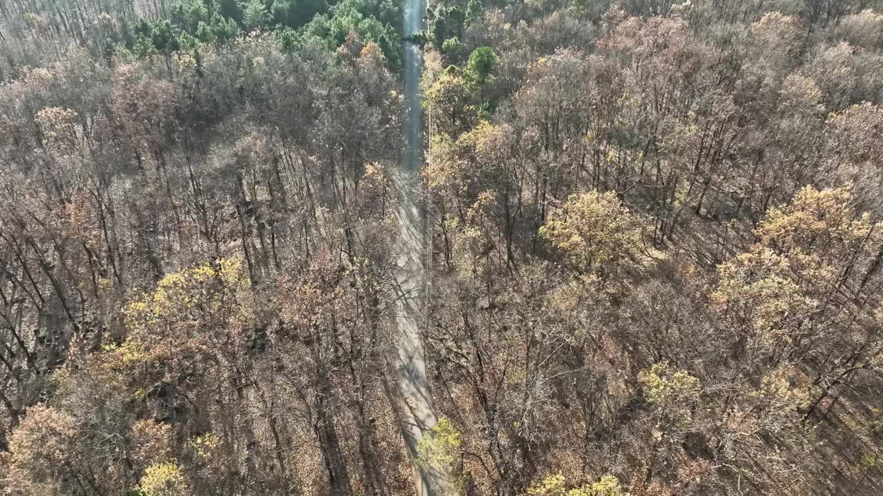 冬天鸟瞰森林和道路视频素材