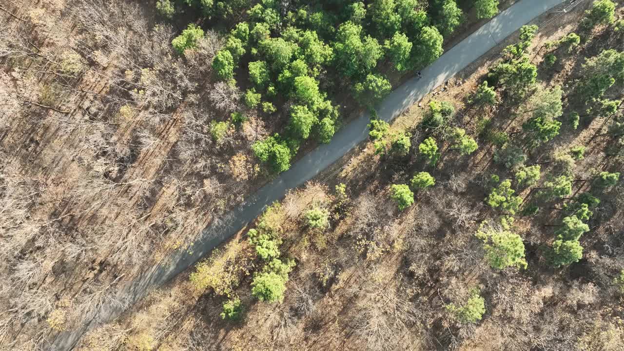 冬天鸟瞰森林和道路视频素材