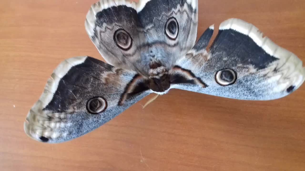 大孔雀蛾(Saturnia pyri)视频素材