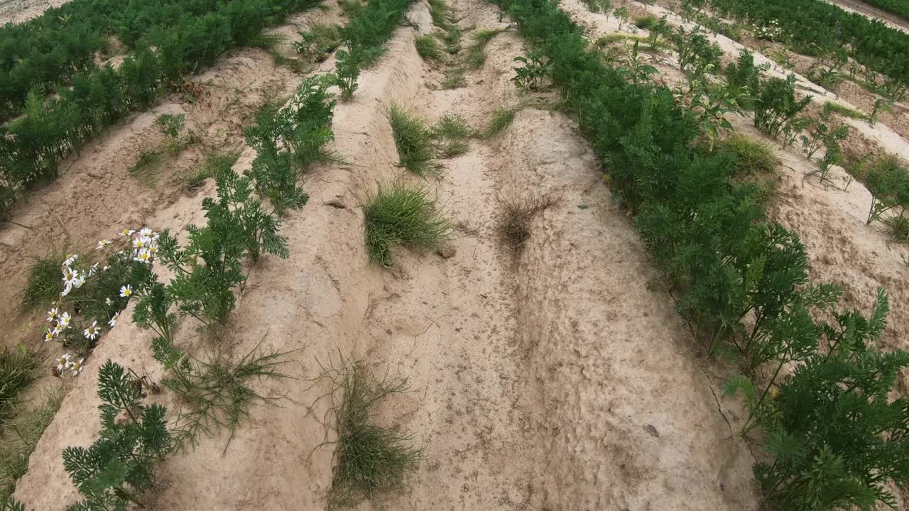 一块种植胡萝卜的土地。视频素材