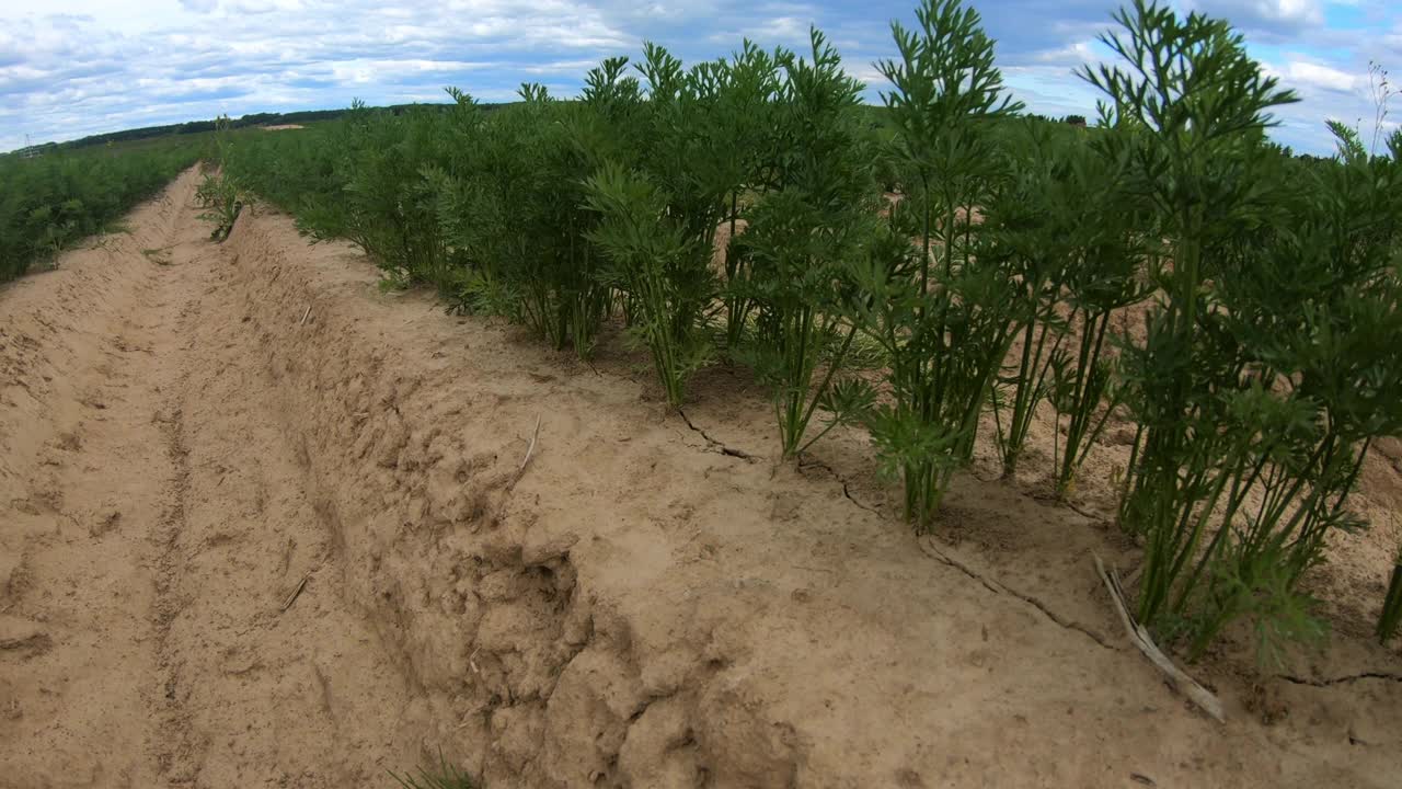 一块种植胡萝卜的土地。视频素材