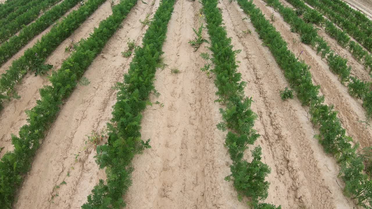 一块种植胡萝卜的土地。视频素材